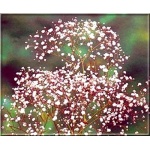 Gypsophila paniculata - Gipsówka błyszcząca - Łyszczec wiechowaty - biało-różowy, wys 120, kw 6/8 FOTO  