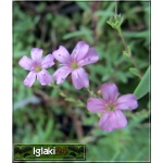 Gypsophila repens Rosea - Gipsówka rozesłana Rosea - Łyszczec rozesłany Rosea - jasno-różowy, wys 10, kw 6/8 FOTO