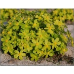 Hacquetia epipactis - Cieszynianka wiosenna - żółte, wys. 25, kw 3/5 FOTO