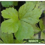 Hacquetia epipactis - Cieszynianka wiosenna - żółte, wys. 25, kw 3/5 FOTO