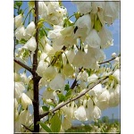 Halesia carolina - Ośnieża czteroskrzydła - białe FOTO