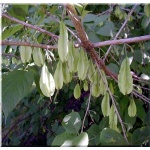 Halesia carolina - Ośnieża czteroskrzydła - białe FOTO