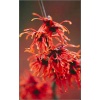 Hamamelis intermedia Feuerzauber - Oczar pośredni Feuerzauber - pomarańczowo-czerwone FOTO