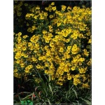 Helenium autumnale Wildform - Dzielżan jesienny Wildform - żółte, wys 150, kw 8/10 FOTO