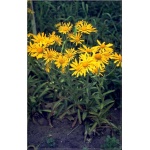 Helenium hoopesii - Dzielżan Hoopesa - żółte, wys. 70, kw. 5/6 FOTO zzzz