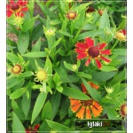 Helenium hybridum Poncho - Dzielżan ogrodowy Poncho - czerwono-pomarańczowe, wys 60, kw 8 FOTO 