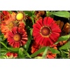 Helenium Mariachi Ranchera - Dzielżan Mariachi Ranchera - fioletowo-czerwony, wys 50, kw 7/8 FOTO 
