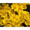 Helenium Mariachi Sombrero - Dzielżan Mariachi Sombrero - jasnożółty, wys 50, kw 7/8 FOTO