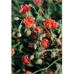 Helianthemum hybridum Rubin - Posłonek ogrodowy Rubin - czerwone, pełne, wys. 15, kw. 5/8 FOTO