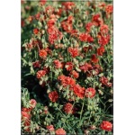 Helianthemum hybridum Rubin - Posłonek ogrodowy Rubin - czerwone, pełne, wys. 15, kw. 5/8 FOTO