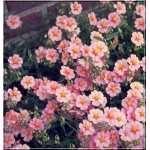 Helianthemum Lawrence Pink - Posłonek Lawrence Pink - różowy, wys. 20, kw 5/8 FOT