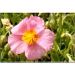 Helianthemum Lawrence Pink - Posłonek Lawrence Pink - różowy, wys. 20, kw 5/8 FOT
