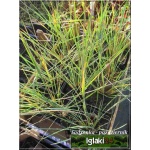 Helictotrichon sempervirens - Owies wiecznie zielony - niebieskie liście, wys 30, kw 6/8 FOTO