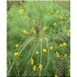Heliopsis salicifolius - Słoneczniczek wierzbolistny - żółty, wys 250, kw 9/10 FOTO