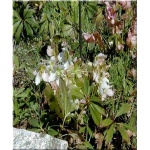 Helleborus Niger - Ciemiernik biały - białe, wys. 25, kw. 2/5 FOTO