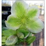 Helleborus nigercors Royal Sofia - Ciemiernik Royal Sofia - zielono-białe, wys. 40, kw. 2/4 FOTO