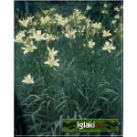Hemerocallis Altissima - Liliowiec Altissima - kwiat żółty, pachnący, wys. 150. kw 7/8 FOTO
