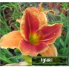 Hemerocallis Avant Garde - Liliowiec Avant Garde - kwiat brązowy z purpurowym środkiem, kremowe gardło, wys. 65, kw 7/8 FOTO