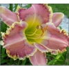 Hemerocallis Awesome Artist - Liliowiec Awesome Artist - kwiat różowo-liliowy środkiem, żółte gardło, wys. 70, kw 7/8 FOTO