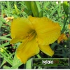 Hemerocallis Bakabana - Liliowiec Bakabana - kwiat żółty, wys. 65, kw. 7/8 FOTO