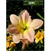 Hemerocallis Beautiful Edgings - Liliowiec Beautiful Edgings - kremowy z różowym brzegiem, wys. 65, kw 7/8 FOTO