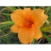 Hemerocallis Bertie Ferris - Liliowiec Bertie Ferris - kwiat brzoskwiniowo-pomarańczowy, wys. 60, kw. 7/8 FOTO