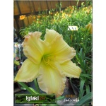 Hemerocallis Big Smile - Liliowiec Big Smile - kwiat żółto-kremowy z różowym brzegiem, wys. 60, kw 7/8 C1,5 P