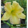 Hemerocallis Big Smile - Liliowiec Big Smile - kwiat żółto-kremowy z różowym brzegiem, wys. 60, kw 7/8 FOTO