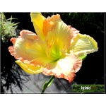 Hemerocallis Big Smile - Liliowiec Big Smile - kwiat żółto-kremowy z różowym brzegiem, wys. 60, kw 7/8 C1,5 P