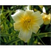 Hemerocallis Bitsy - Liliowiec Bitsy - kwiat żółty, wys. 60, kw 7/8 FOTO