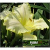 Hemerocallis Blizzard Bay - Liliowiec Blizzard Bay - kwiat biało-żółty, wys. 60, kw 7/8 FOTO