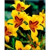 Hemerocallis Bonanza - Liliowiec Bonanza - kwiat żółty z brązowym środkiem, wys. 70, kw. 7/8 FOTO