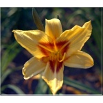 Hemerocallis Bonanza - Liliowiec Bonanza - kwiat żółty z brązowym środkiem, wys. 70, kw. 7/8 FOTO