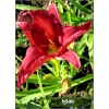 Hemerocallis Bourbon Kings - Liliowiec Bourbon Kings - kwiat lawendowo-czerwony, żółte gardło, wys. 65, kw 7/8 FOTO 