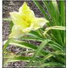 Hemerocallis Brocaded Gown - Liliowiec Brocaded Gown - żółte, wys. 100, kw. 6/8 FOTO