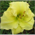 Hemerocallis Brocaded Gown - Liliowiec Brocaded Gown - żółte, wys. 100, kw. 6/8 FOTO