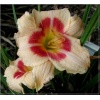 Hemerocallis Broken Heart - Liliowiec Broken Heart - kwiat kremowy z czerwono-różowym środkiem, żółte gardło, wys. 80, kw 7/8 FOTO
