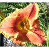 Hemerocallis Cajun Accent - Liliowiec Cajun Accent - kwiat żółto-czerwono-pomarańczowy, żółte gardło, wys. 70, kw 7/8 FOTO