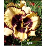 Hemerocallis Calico Jack - Liliowiec Calico Jack - żóły z czerwonym obrzeżem - wys. 90, kw. 6/7 FOTO