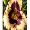 Hemerocallis Canadian Border Patrol - Liliowiec Canadian Border Patrol - kwiat kremowy z bordowym środkiem i brzegiem, zielone gardło, wys. 70, kw. 7/8 FOTO