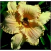 Hemerocallis Cappuccino Cream - Liliowiec Cappuccino Cream - kwiat kremowy, wys. 70, kw. 7/8 FOTO