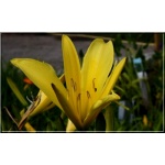 Hemerocallis Citrina - Liliowiec Citrina - cytrynowo-żółty, wys 100, kw 7/8 FOTO