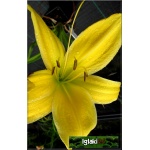 Hemerocallis Citrina - Liliowiec Citrina - cytrynowo-żółty, wys 100, kw 7/8 FOTO