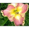 Hemerocallis Clothed in Glory - Liliowiec Clothed in Glory - kwiat fioletowo-lawendowe ze złotym, żółte gardło, wys. 50, kw 7/8 FOTO