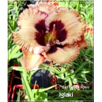 Hemerocallis Crystal Pinot - Liliowiec Crystal Pinott - kwiat kremowy, purpurowy środek, zielone gardło wys. 55, kw 7/8 FOTO