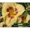 Hemerocallis Custard Candy - Liliowiec Custard Candy - kwiat kremowo-żółty z bordowym oczkiem, zielone gardło, wys. 55, kw 7/8 FOTO