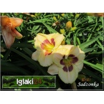 Hemerocallis Custard Candy - Liliowiec Custard Candy - kwiat kremowo-żółty z bordowym oczkiem, zielone gardło, wys. 55, kw 7/8 FOTO