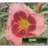 Hemerocallis Dan Mahoney - Liliowiec Dan Mahoney - kwiat różowy z purpurowym środkiem, zielone gardło, wys. 65, kw 7/8 FOTO