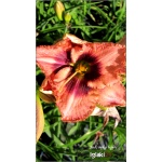 Hemerocallis Daring Deception - Liliowiec Daring Deception - kwiat różowy z bordowym, zielone gardło, wys 90, kw. 7/8 FOTO