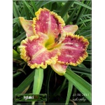 Hemerocallis Darla - Liliowiec Darla - różowe z żółtym, wys. 70, kw. 7/8 FOTO